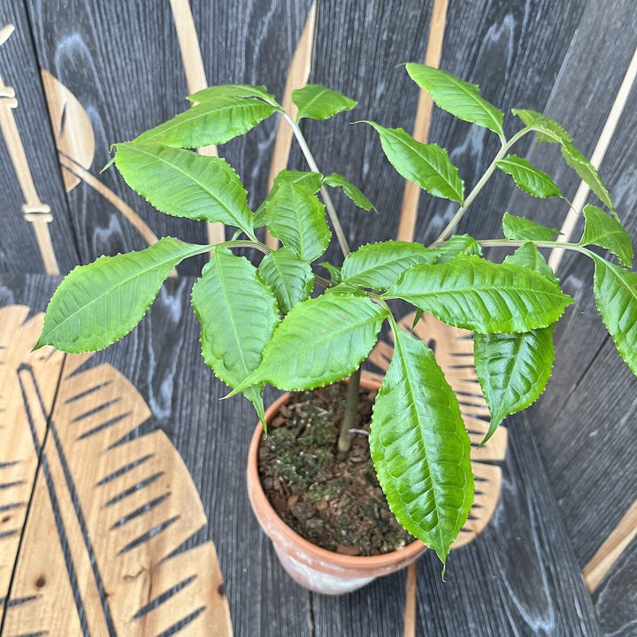 Amorphophallus Konjac (Devil's Tongue, Voodoo Lily)