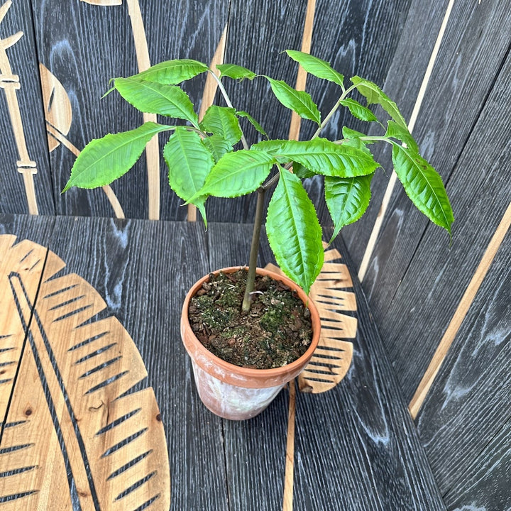 Amorphophallus Konjac (Devil's Tongue, Voodoo Lily)