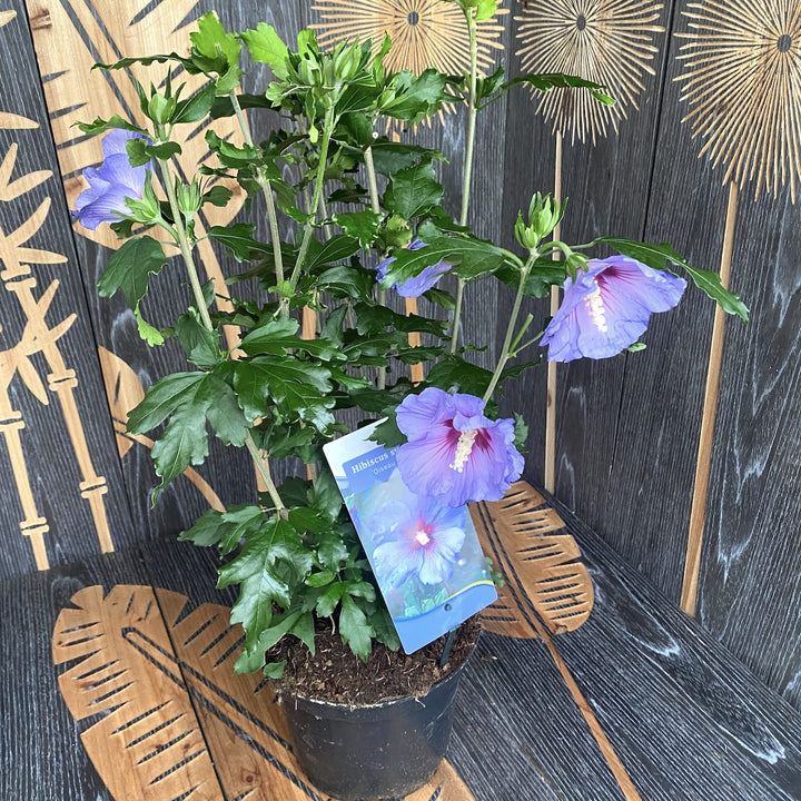 Hibiscus Syriacus 'Oiseau Blue'