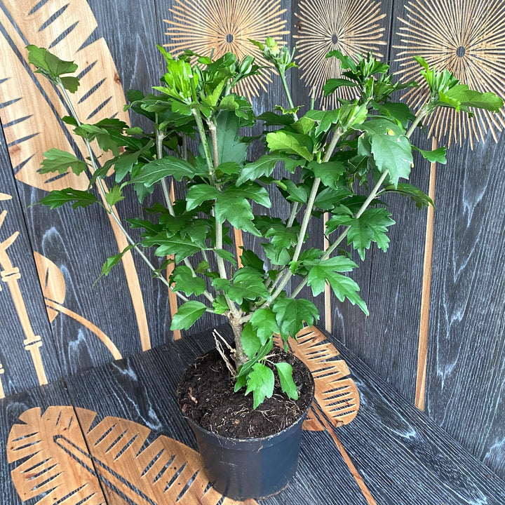 Hibiscus Syriacus 'Woodbridge'