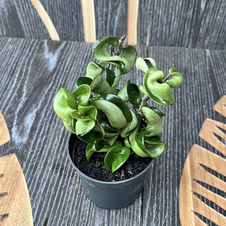 Hoya compacta (Hindu Rope) - 2-3 plante/ghiveci