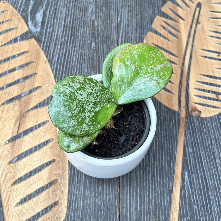 Hoya obovata (supersplash)