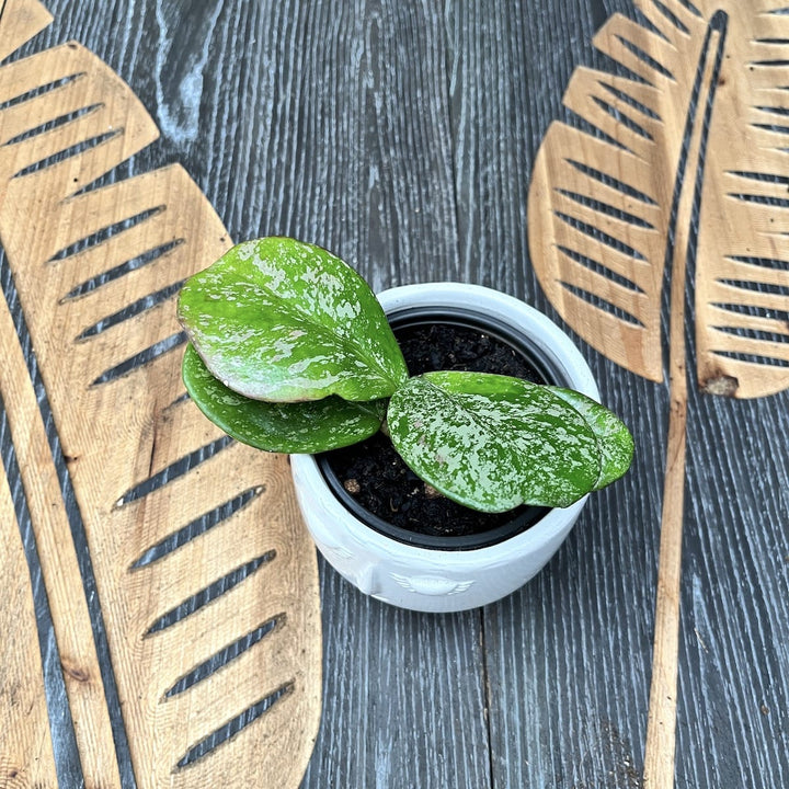 Hoya obovata (supersplash)