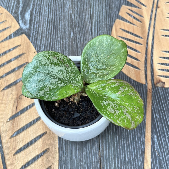 Hoya obovata (supersplash)