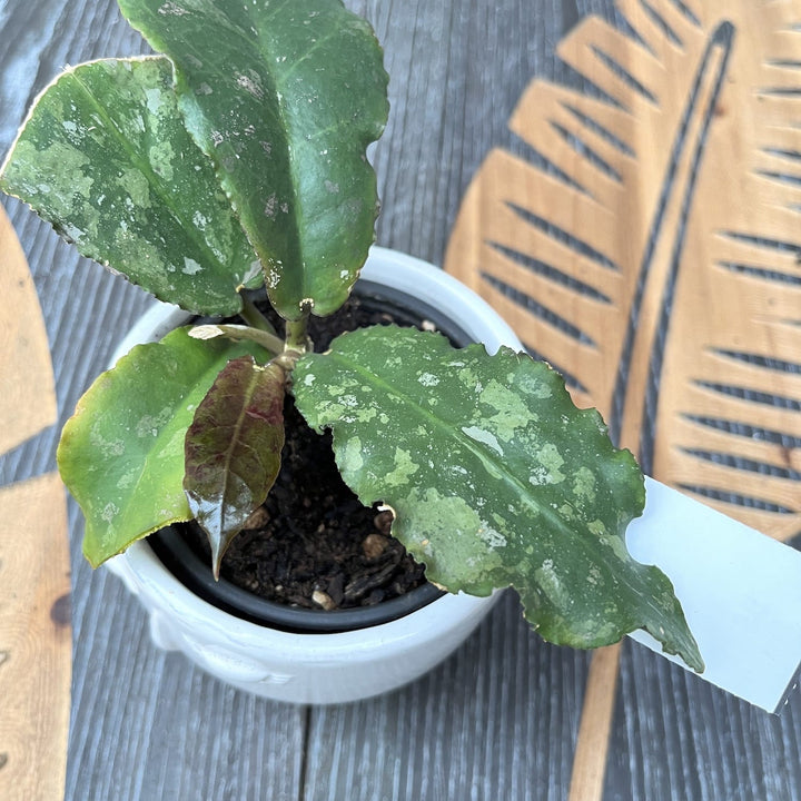 Hoya undulata