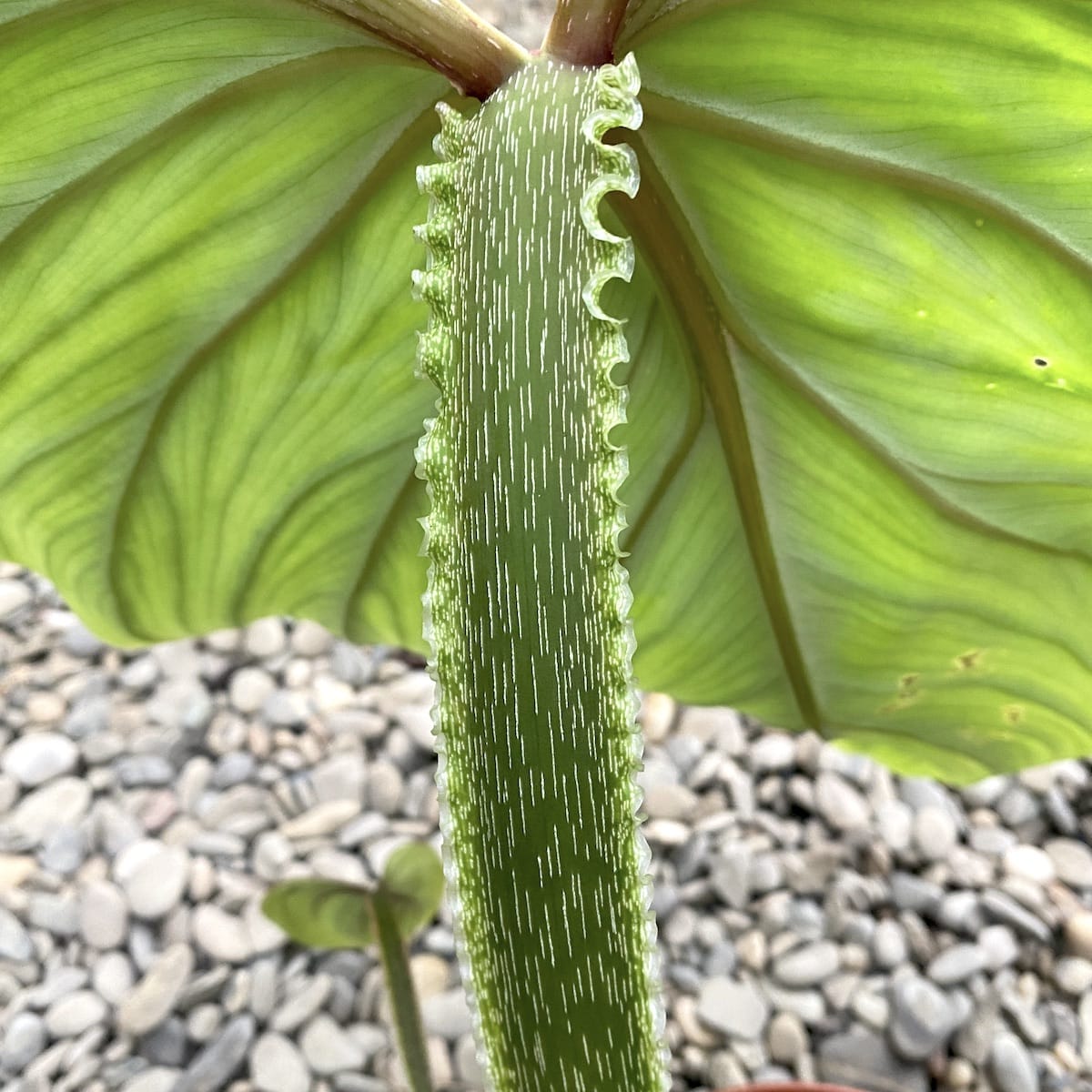 philodendron plowmanii silver cloud Philodendron plowmanii 'Silver' – Secret Garden Plant Shop
