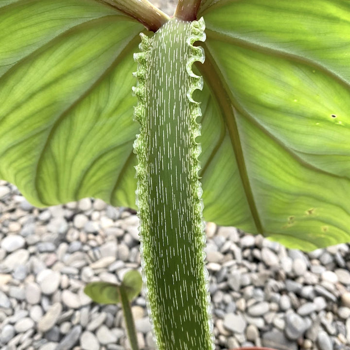 Philodendron plowmanii 'Silver'