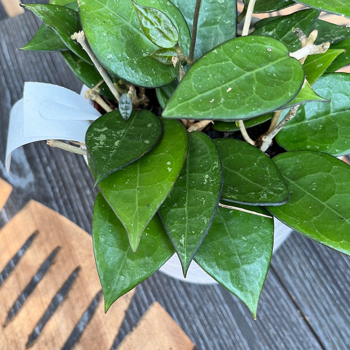 Hoya parasitica 'Black Margin'