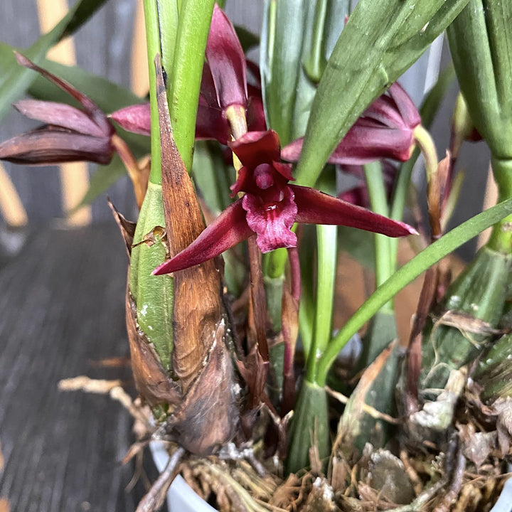 Maxillaria