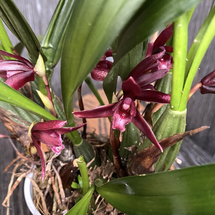 maxillaria