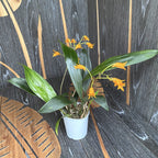 Bifrenaria aureofulva