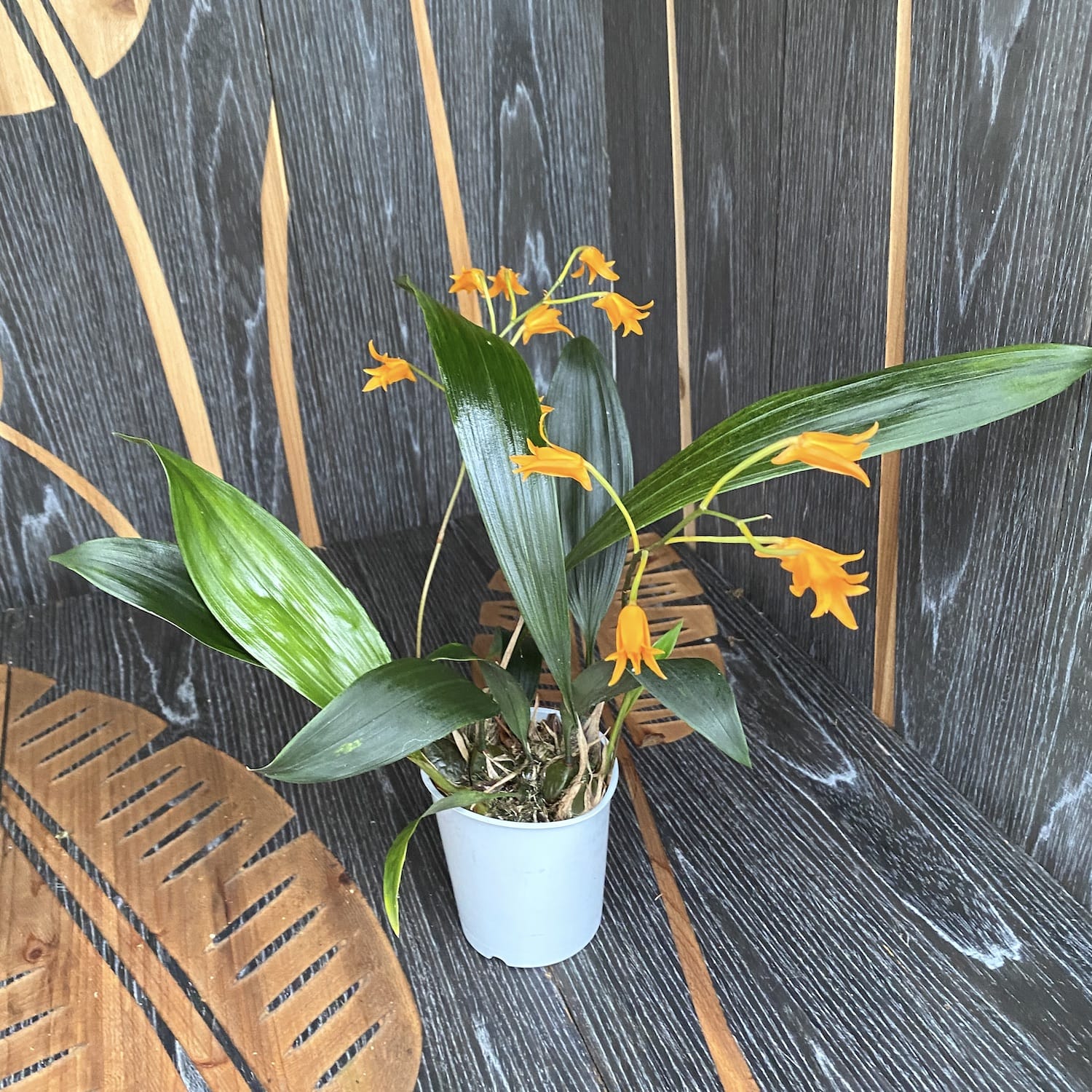 Bifrenaria aureofulva