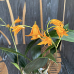 Bifrenaria aureofulva