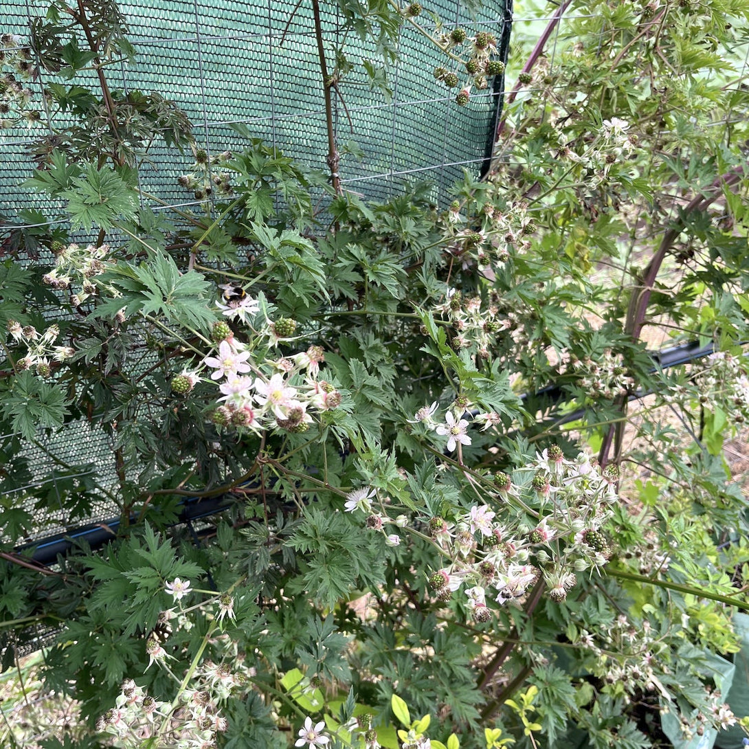 Rubus fruticosus 'Thornless Evergreen'
