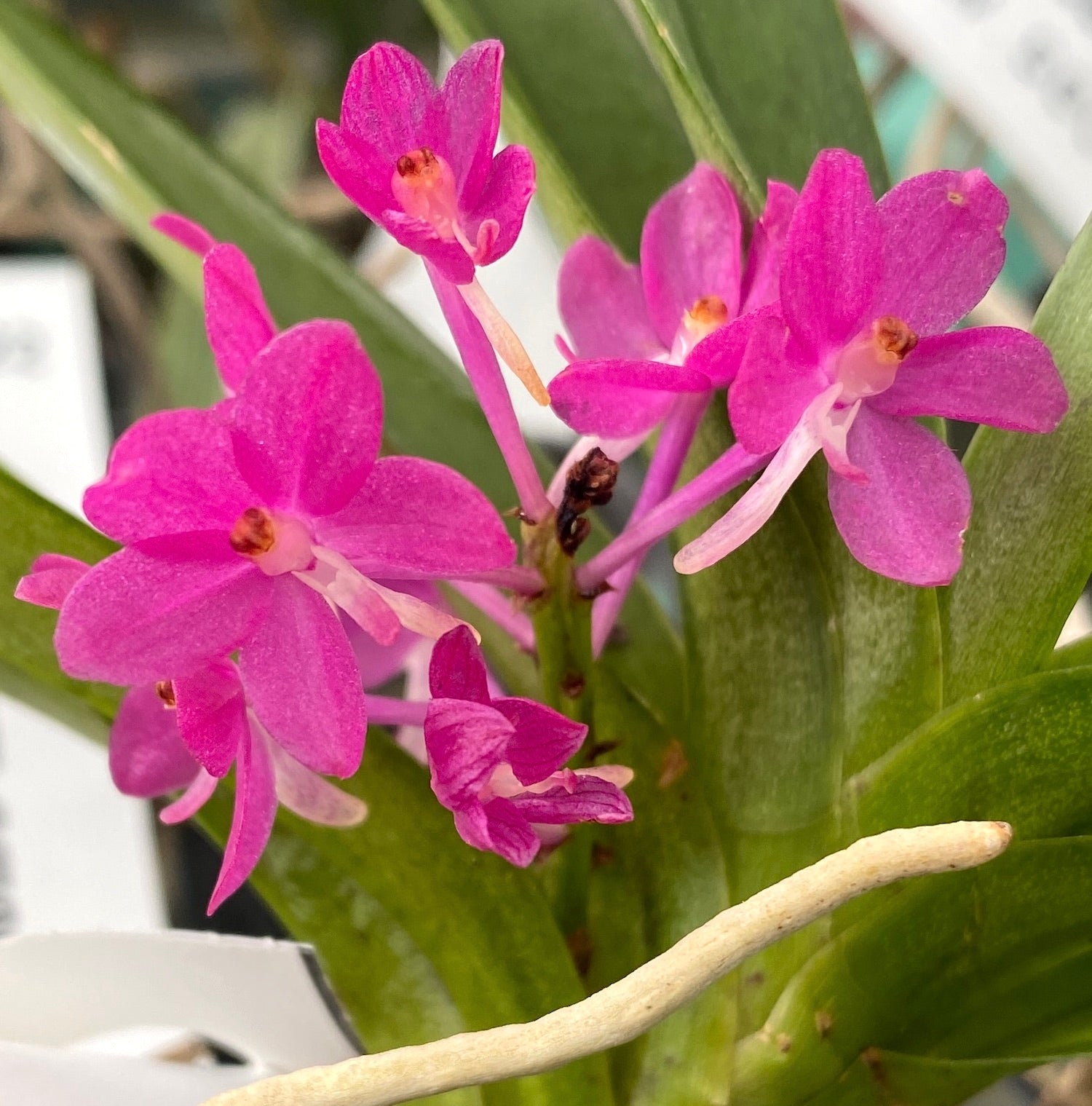 Ascocentrum Ampullaceum (Vanda ampullacea)