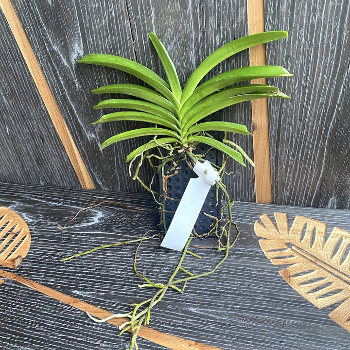 Rhynchostylis coelestis 'Blue'