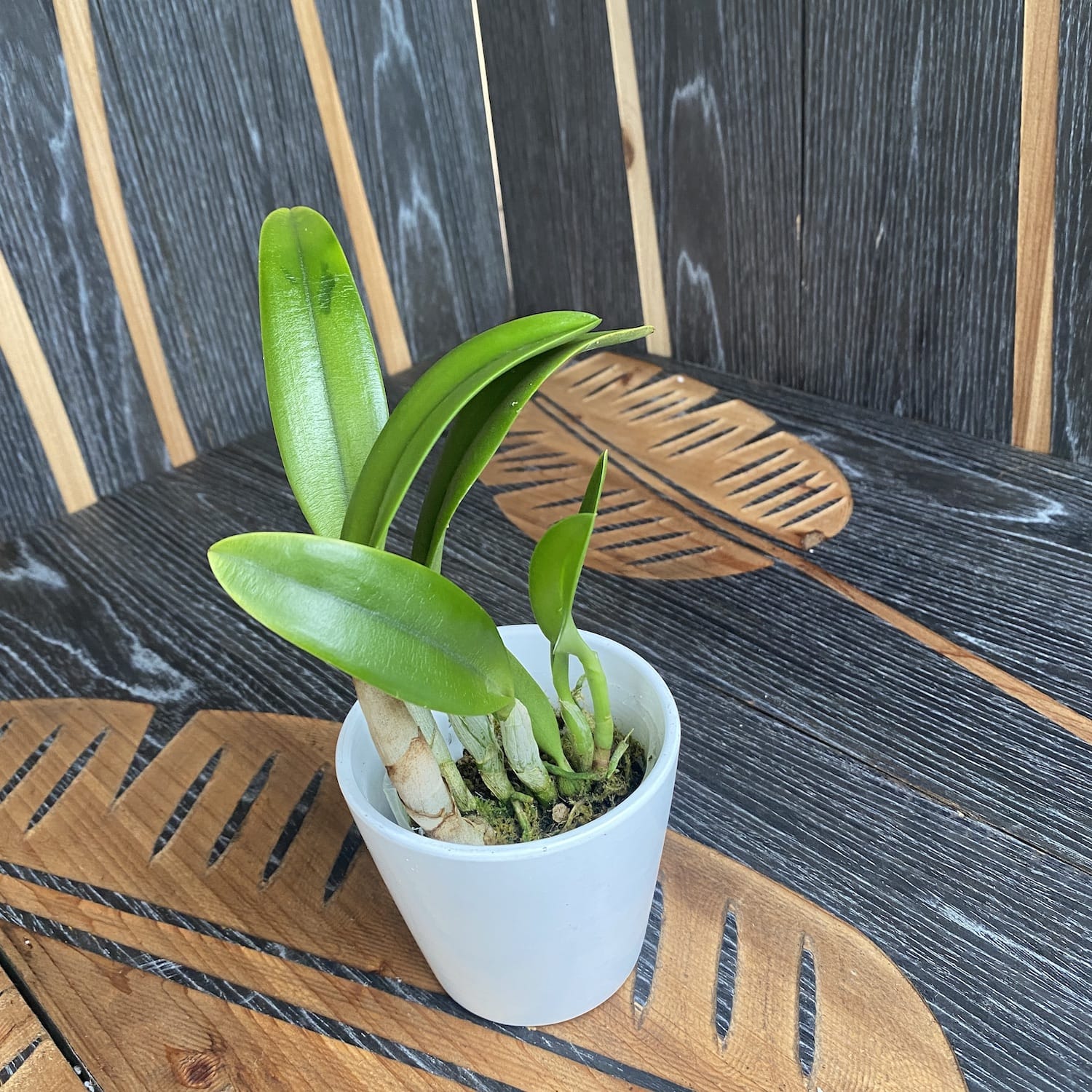 Ctt. Barefoot Mailman