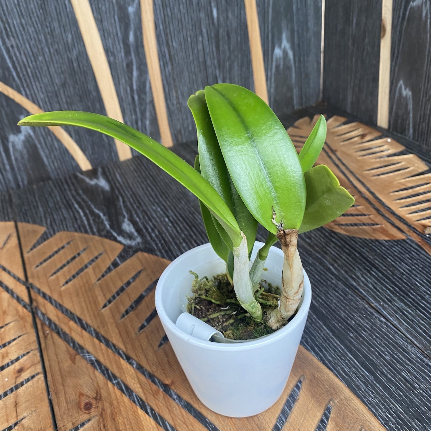 Ctt. Siamese Doll 'Kiwi'