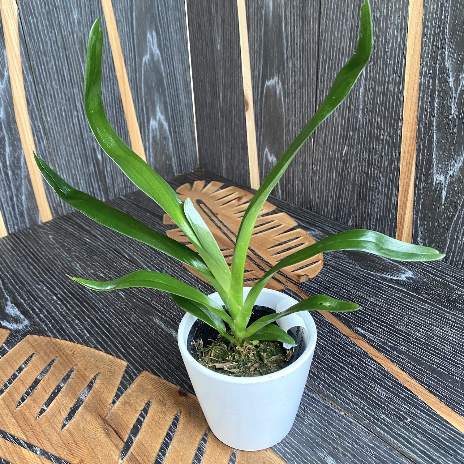 Angraecum sesquipedale