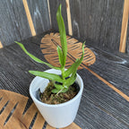 Oeoniella (Angraecum) polystachys