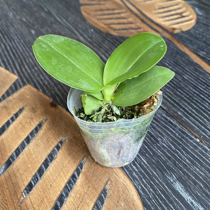 Phalaenopsis Zheng Min Jacaranda 'Yungho'