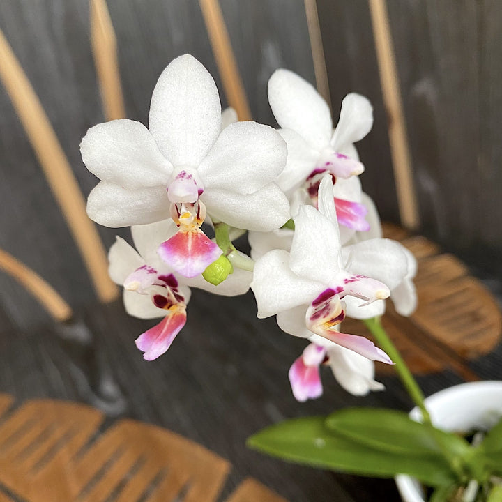 Phalaenopsis Miki Micparishii