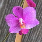 Phalaenopsis Siam Treasure '229'