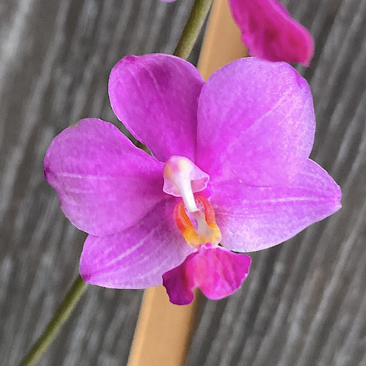 Phalaenopsis Siam Treasure '229'