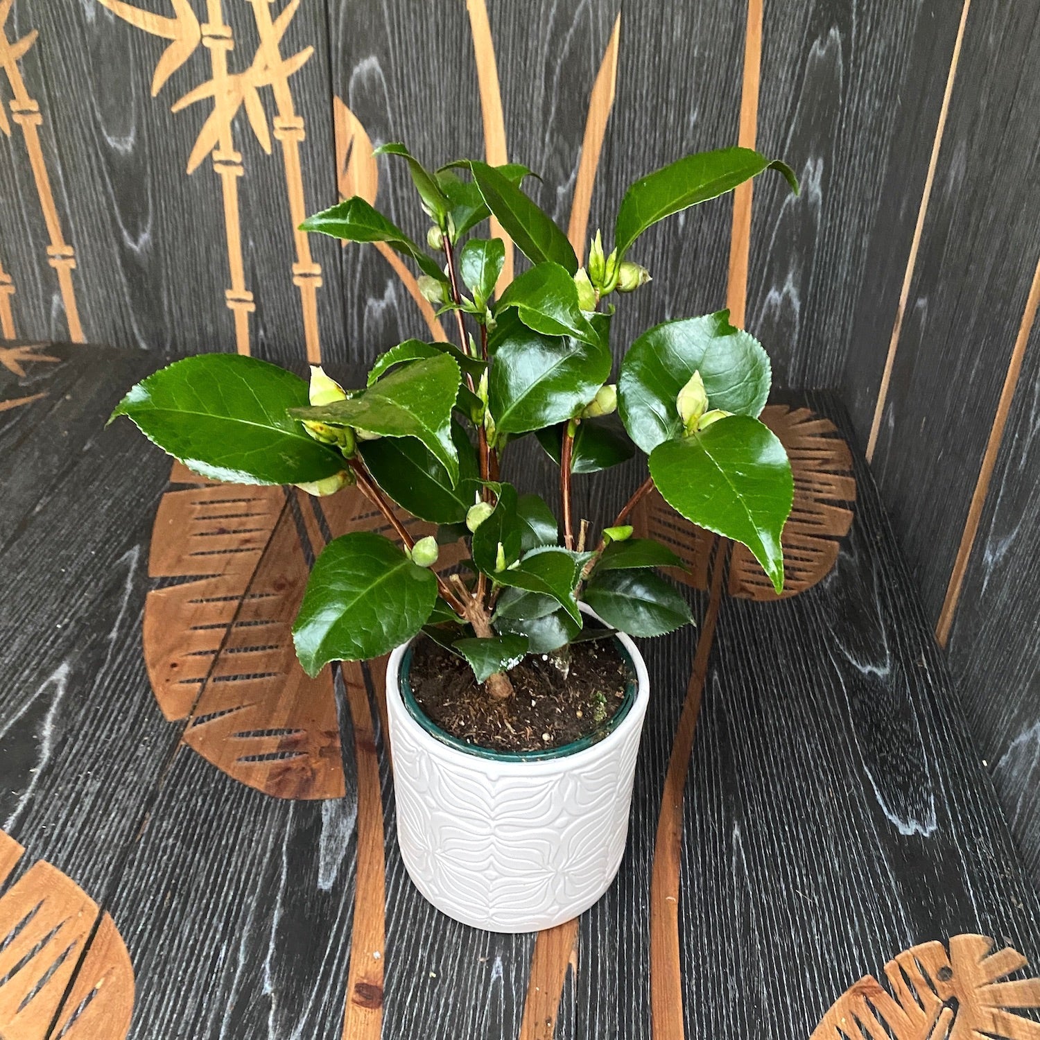 Camellia japonica 'Nuccio's Gem'