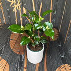 Camellia japonica 'Nuccio's Pearl'