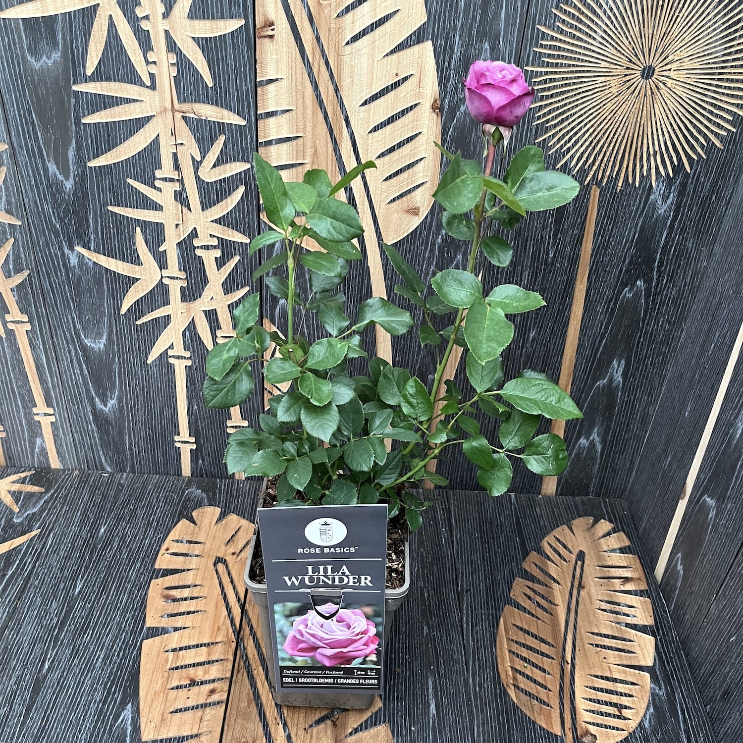 Rosa ‘lilac Wunder’