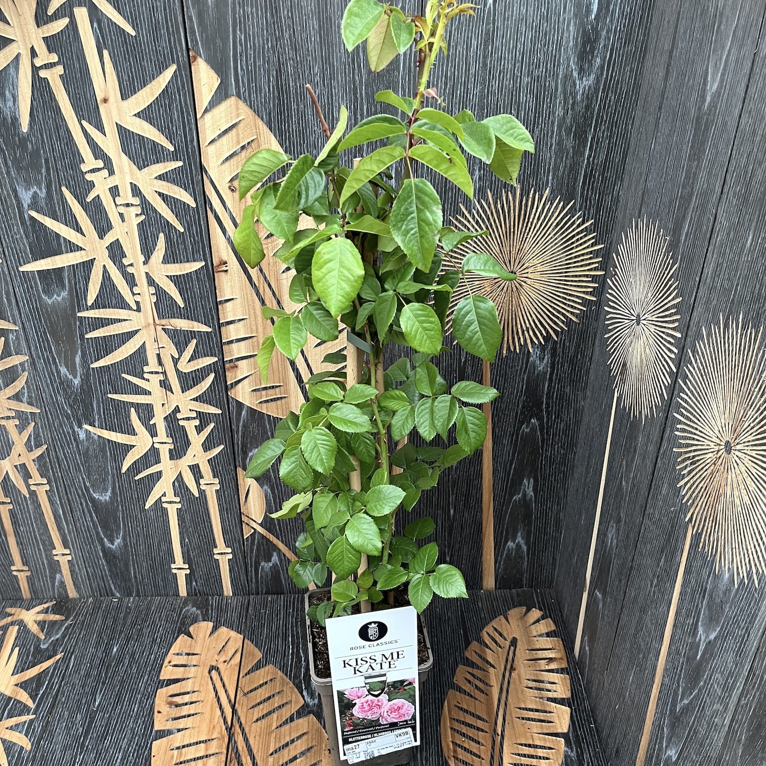 Rosa ‘Kiss me Kate’