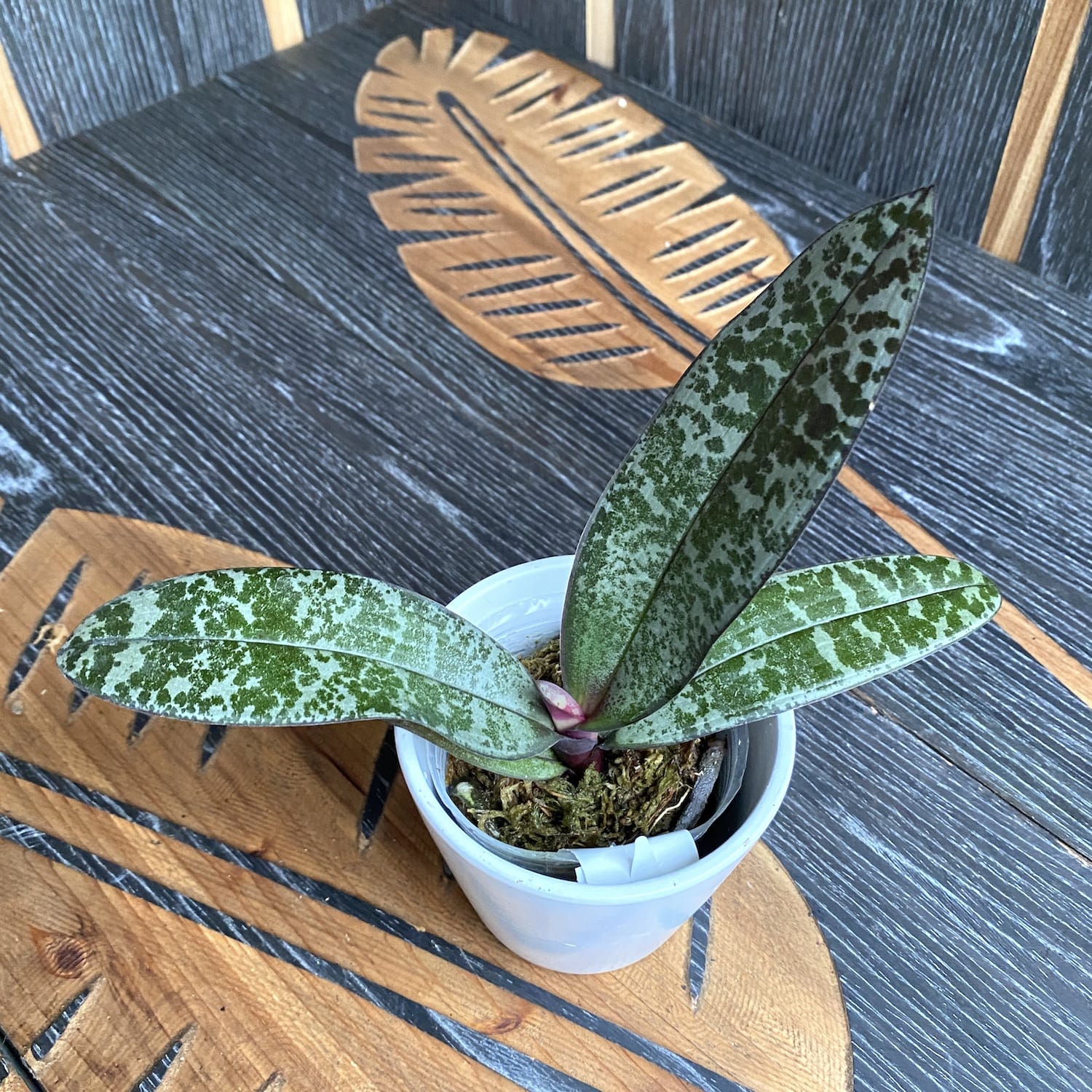 Phalaenopsis schilleriana 'TKB' *parfumata