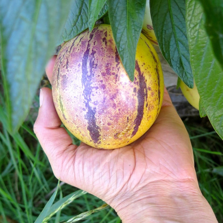 Solanum muricatum 'Pepino Gold'