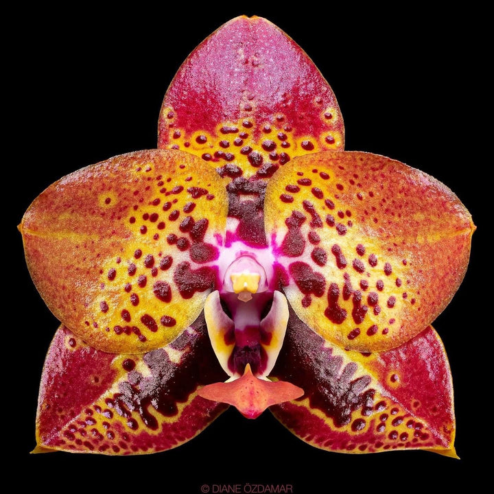 Phalaenopsis Zheng Min Anaconda