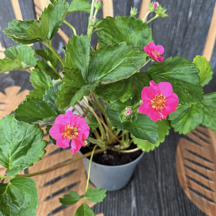 Capsun - Fragaria x ananassa 'Cherry Blossom'