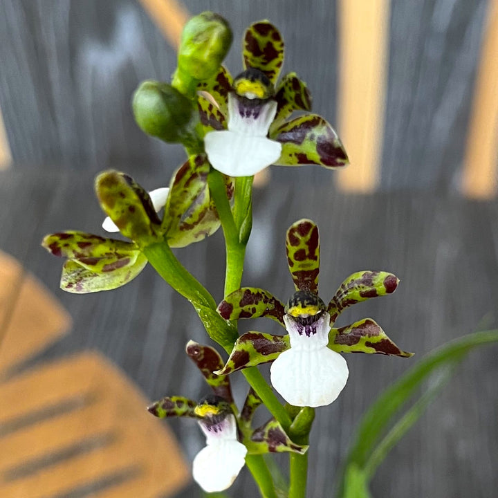 Zygopetalum microphytum