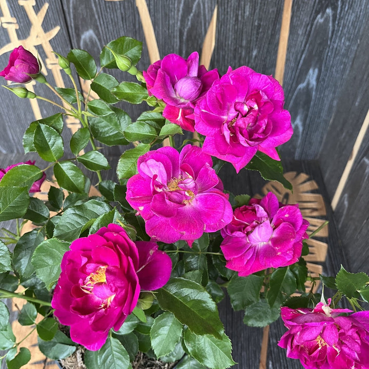 Rosa Castle® 'Dark Pink'