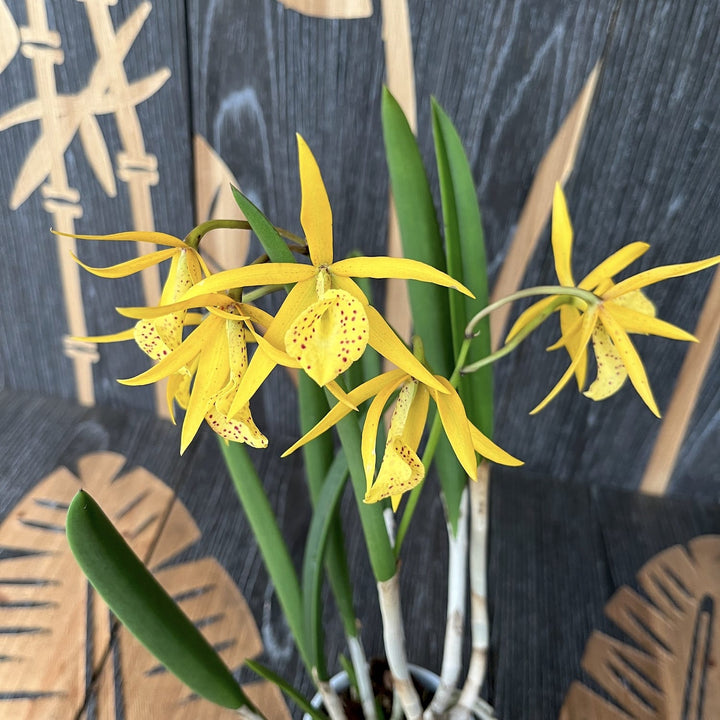 Bc. Yellow Bird 'Tigertail' AM/AOS