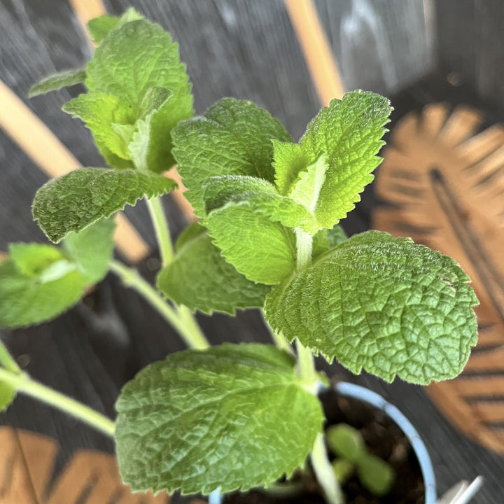 Mentha piperita 'Orange'