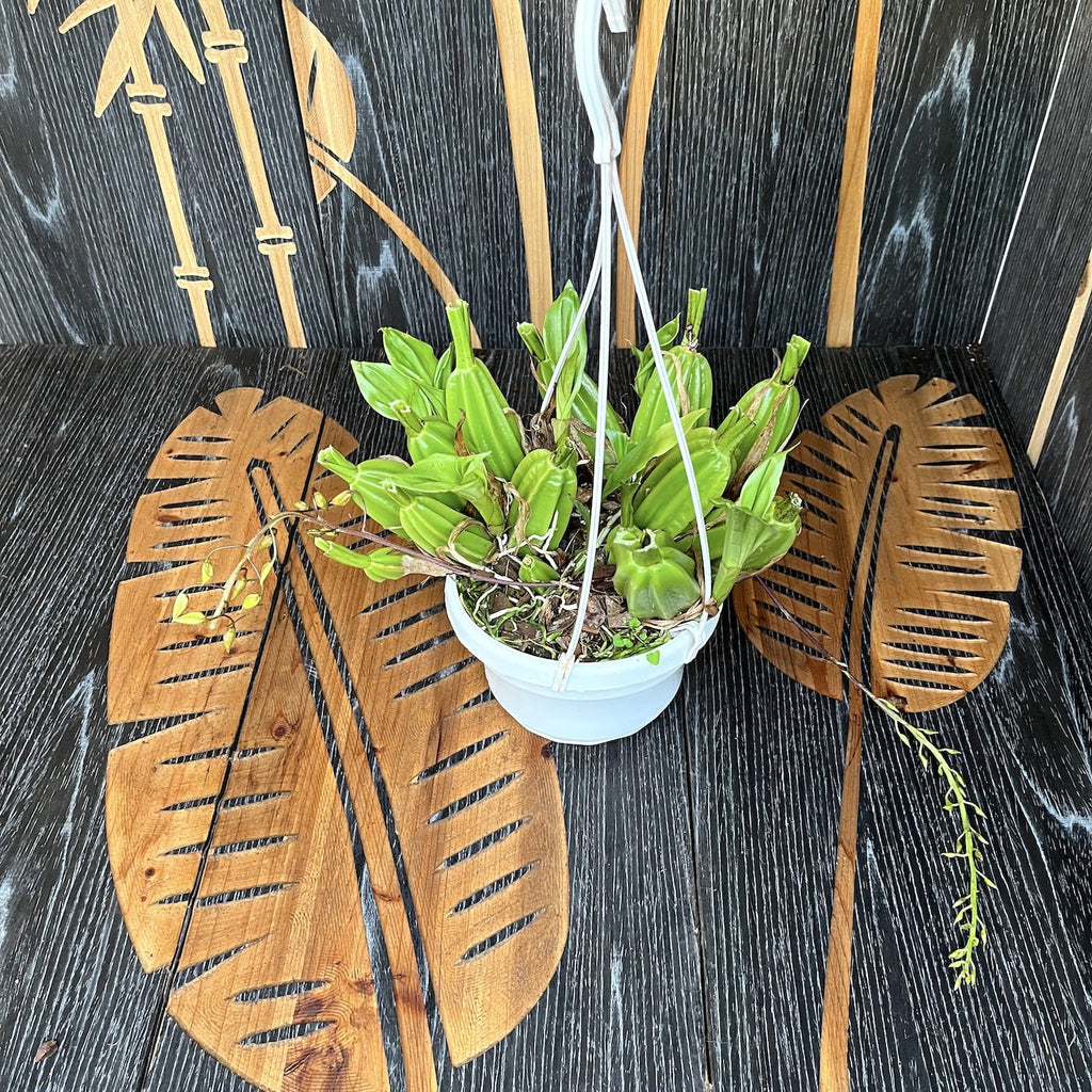 Gongora galeata-rufescens (grote exemplaren)