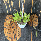 Gongora galeata-rufescens (suuret yksilöt)