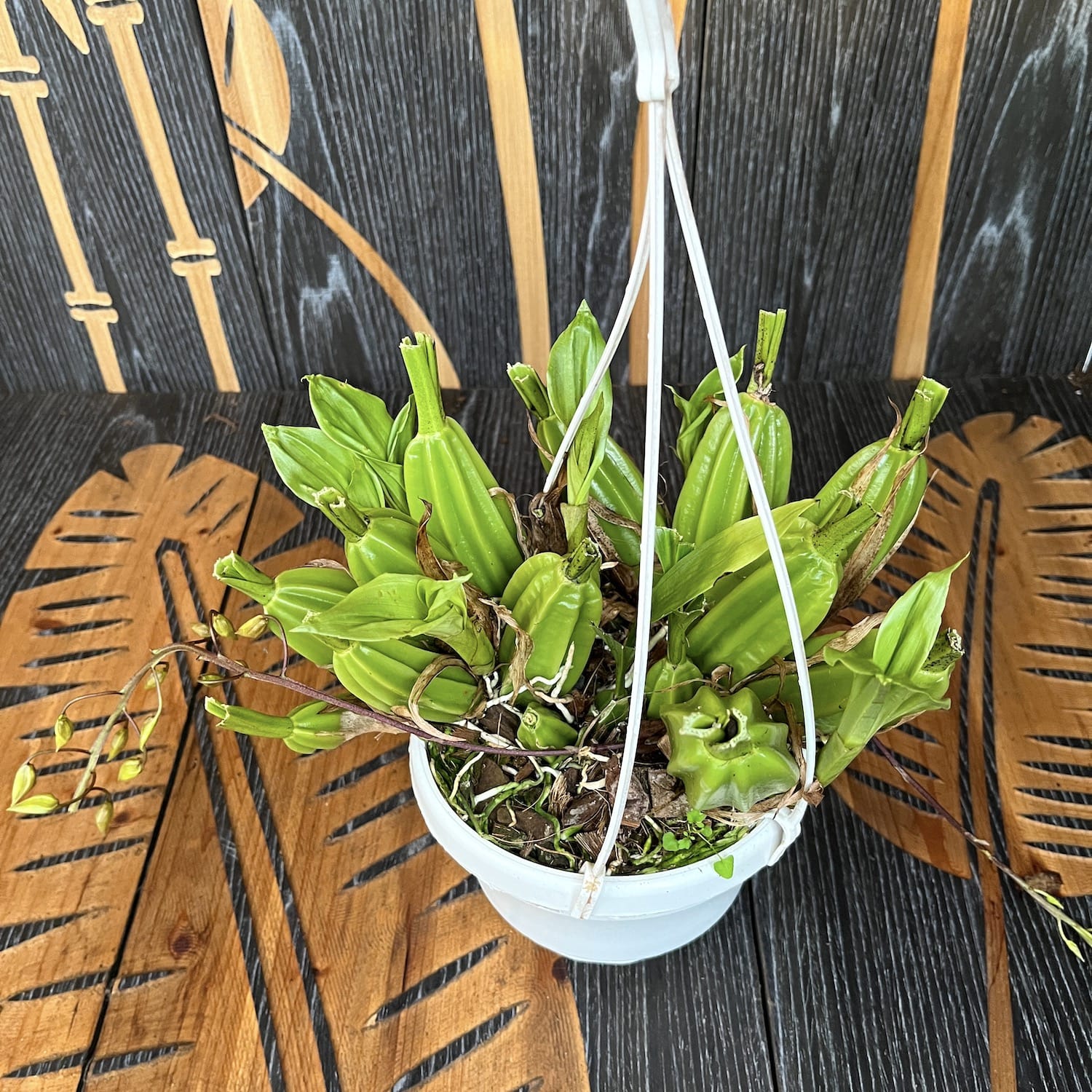 Gongora galeata-rufescens (velké exempláře)