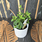 Mentha spicata (Spearmint)