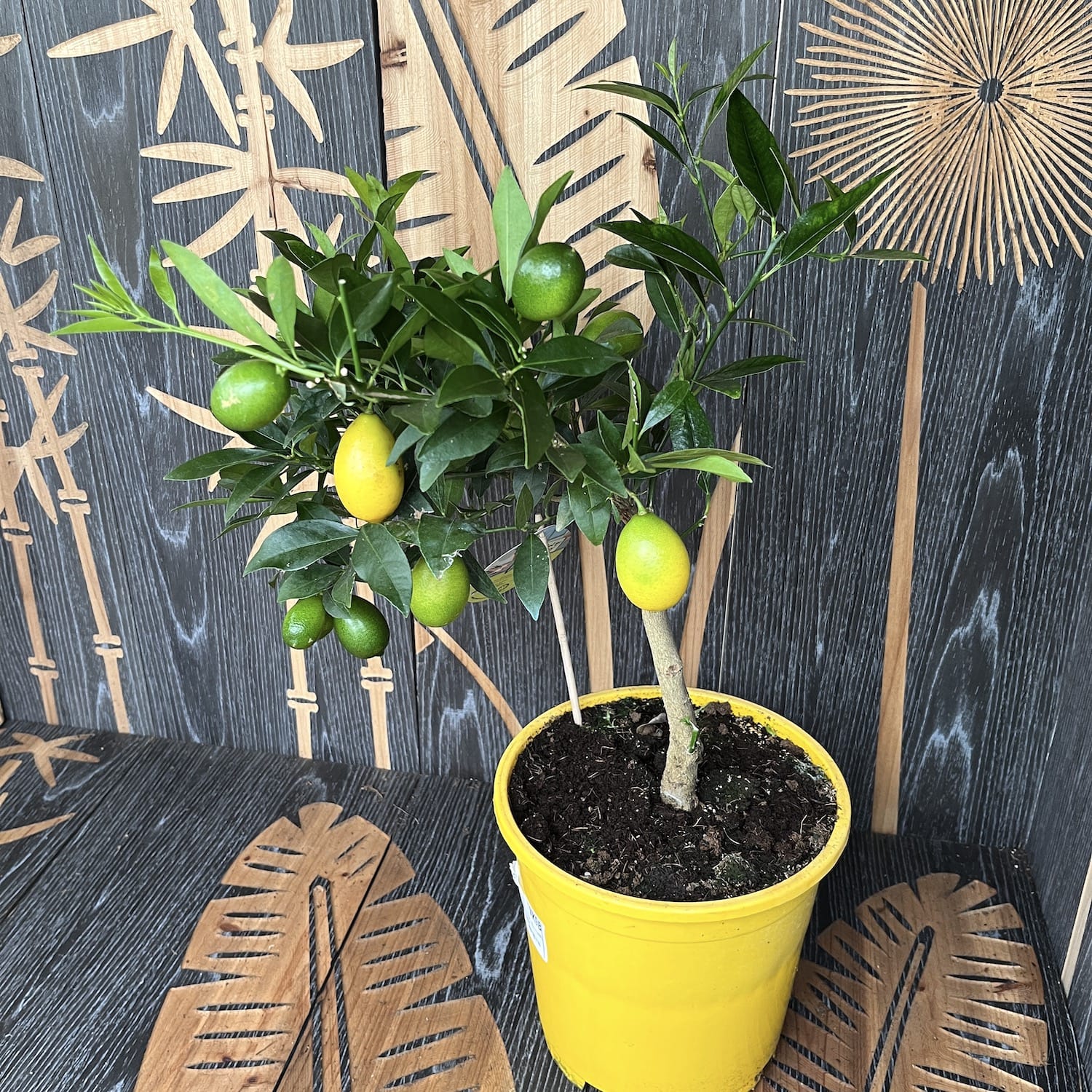 Limequat limonella 'Lara' (limeta x kumquat) * cu fructe comestibile