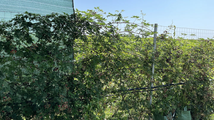 Rubus fruticosus 'Thornless Evergreen'