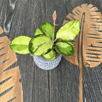 Hoya australis 'Lisa'