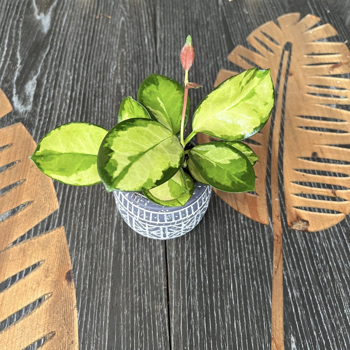 Hoya australis 'Lisa'