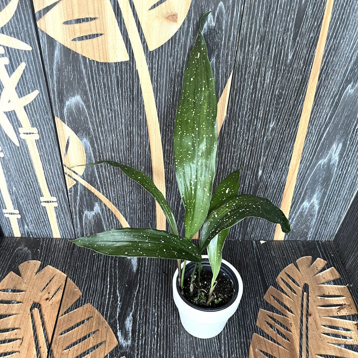 Aspidistra elatior minor 'Milky Way'