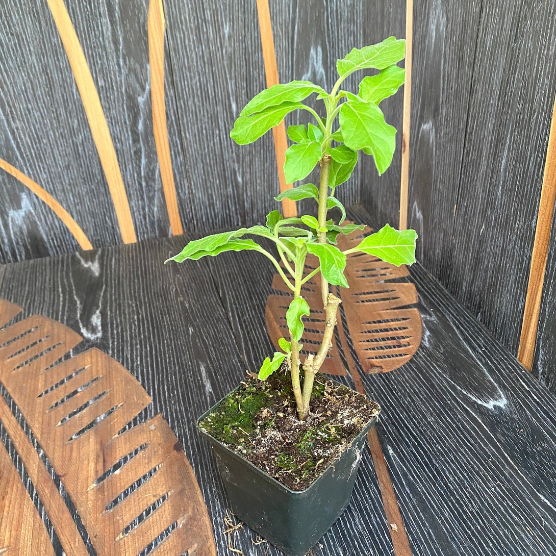 Brugmansia sanguinea 'Red'